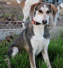PORTIA, Hund, Mischlingshund in Griechenland - Bild 7
