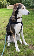 PORTIA, Hund, Mischlingshund in Seevetal - Bild 14