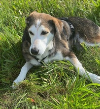 PORTIA, Hund, Mischlingshund in Seevetal - Bild 25
