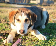 PORTIA, Hund, Mischlingshund in Seevetal - Bild 3