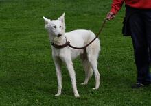 TUBO, Hund, Mischlingshund in St. Blasien - Bild 21