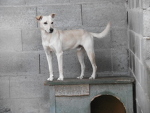 CRAZY2, Hund, Labrador-Mix in Ungarn - Bild 1