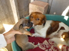LAJOS, Hund, Mischlingshund in Ungarn - Bild 3