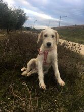 CARTHAGO, Hund, Mischlingshund in Spanien - Bild 2