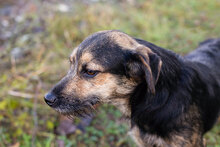 MIKESCH, Hund, Mischlingshund in Kroatien - Bild 2