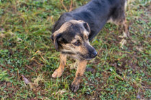 MIKESCH, Hund, Mischlingshund in Kroatien - Bild 6