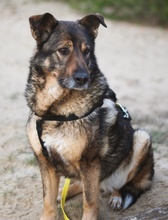 ALIKI, Hund, Mischlingshund in Berlin - Bild 25