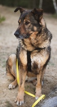 ALIKI, Hund, Mischlingshund in Berlin - Bild 27