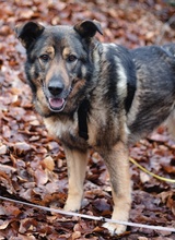 ALIKI, Hund, Mischlingshund in Berlin - Bild 29