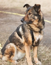 ALIKI, Hund, Mischlingshund in Berlin - Bild 31