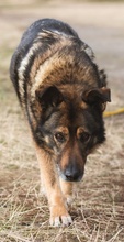ALIKI, Hund, Mischlingshund in Berlin - Bild 32