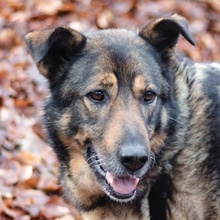 ALIKI, Hund, Mischlingshund in Berlin - Bild 33