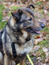 ALIKI, Hund, Mischlingshund in Berlin - Bild 38