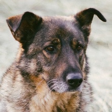 ALIKI, Hund, Mischlingshund in Berlin - Bild 40