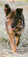 ALIKI, Hund, Mischlingshund in Berlin - Bild 41