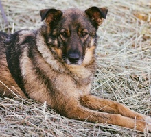 ALIKI, Hund, Mischlingshund in Berlin - Bild 44