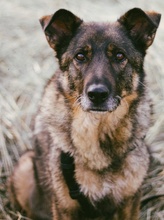 ALIKI, Hund, Mischlingshund in Berlin - Bild 47