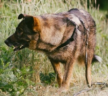 ALIKI, Hund, Mischlingshund in Berlin - Bild 51