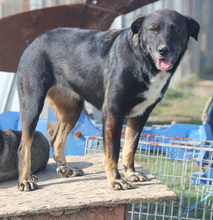 AMRA, Hund, Mischlingshund in Schwarmstedt - Bild 1