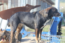 AMRA, Hund, Mischlingshund in Schwarmstedt - Bild 3
