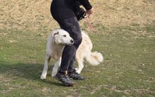 GANDALF, Hund, Kuvasz in Ungarn - Bild 3