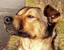 ZABAIONE, Hund, Mischlingshund in Vilsbiburg - Bild 12
