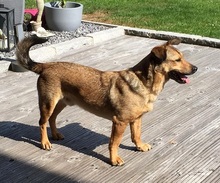 ZABAIONE, Hund, Mischlingshund in Vilsbiburg - Bild 5
