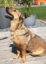 ZABAIONE, Hund, Mischlingshund in Vilsbiburg - Bild 6