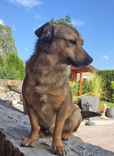 ZABAIONE, Hund, Mischlingshund in Vilsbiburg - Bild 8