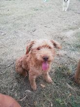 ELSIE, Hund, Mischlingshund in Griechenland - Bild 2