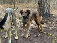 GEMMI, Hund, Mischlingshund in Neuss - Bild 3