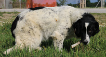 ELLA, Hund, Mischlingshund in Griechenland - Bild 16