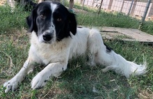 ELLA, Hund, Mischlingshund in Griechenland - Bild 19