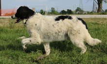 ELLA, Hund, Mischlingshund in Griechenland - Bild 2