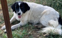 ELLA, Hund, Mischlingshund in Griechenland - Bild 20