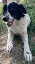 ELLA, Hund, Mischlingshund in Griechenland - Bild 22