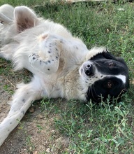 ELLA, Hund, Mischlingshund in Griechenland - Bild 23