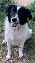 ELLA, Hund, Mischlingshund in Griechenland - Bild 24