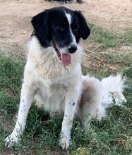 ELLA, Hund, Mischlingshund in Griechenland - Bild 26