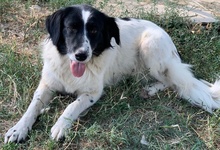 ELLA, Hund, Mischlingshund in Griechenland - Bild 28