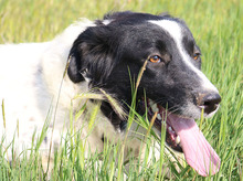 ELLA, Hund, Mischlingshund in Griechenland - Bild 3
