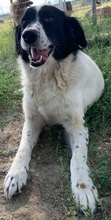 ELLA, Hund, Mischlingshund in Griechenland - Bild 30