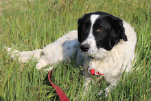 ELLA, Hund, Mischlingshund in Griechenland - Bild 8