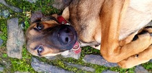 ROCKY, Hund, Deutscher Schäferhund-Dobermann-Mix in Grafhorst - Bild 4