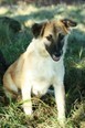 SUNNA, Hund, Mischlingshund in Kroatien - Bild 1