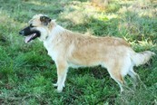 SUNNA, Hund, Mischlingshund in Kroatien - Bild 2