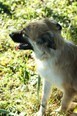 SUNNA, Hund, Mischlingshund in Kroatien - Bild 3
