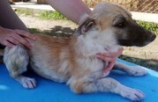 SUNNA, Hund, Mischlingshund in Kroatien - Bild 6