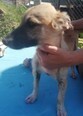 SUNNA, Hund, Mischlingshund in Kroatien - Bild 7