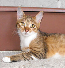 GATIO, Katze, Hauskatze in Bulgarien - Bild 1